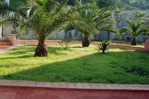a group of palm trees in a yard at Residence Il Casale in Palinuro