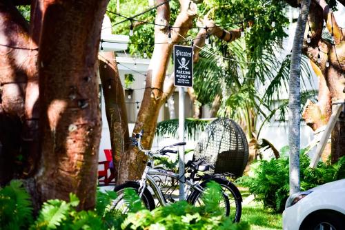 a bike parked next to a sign next to a tree at Sunset Inn in Islamorada
