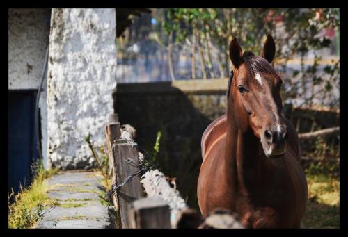 a brown horse standing next to a fence at Hostería Hacienda Pinsaqui in Otavalo