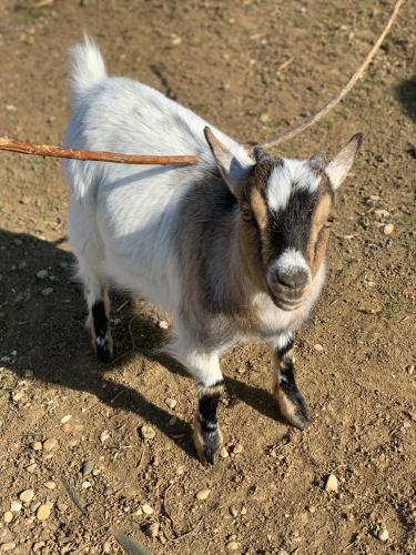 a goat on a leash tied to a rope at L’allée des peupliers in Chevigny