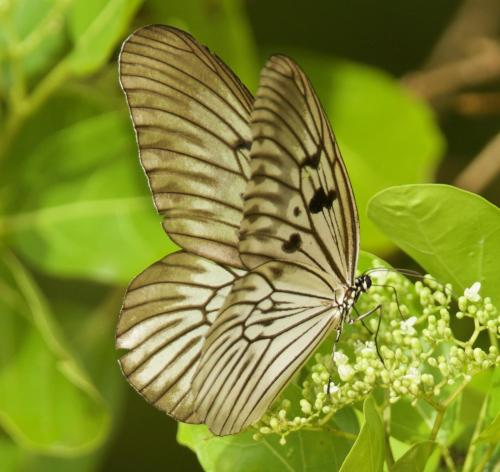 a butterfly is sitting on a plant at Nomad Divers Bangka in Manado
