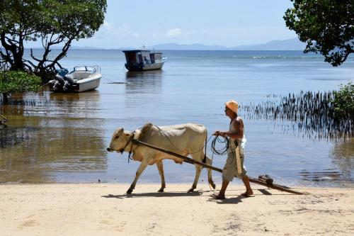 a man walking a cow on the beach at Nomad Divers Bangka in Manado