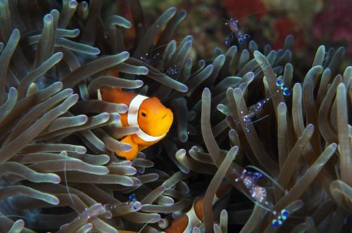 a clown fish in an anemobic coral at Turtle Bay Dive Resort in Moalboal