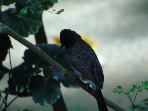 a black bird sitting on a tree branch at Eco Villa - Sinharaja in Deniyaya