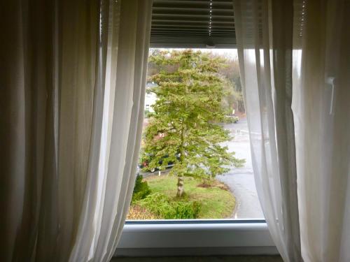 a window with a view of a tree at Waldhotel "Peter aufm Berge" in Bielefeld