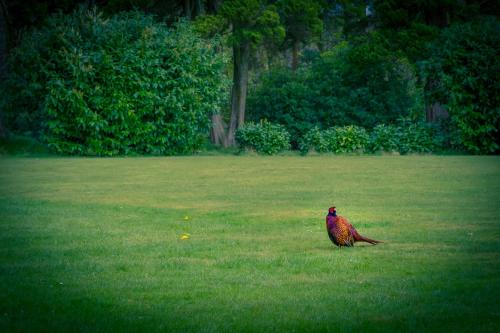 a bird sitting in the grass in a field at Stanley House in Eskdale