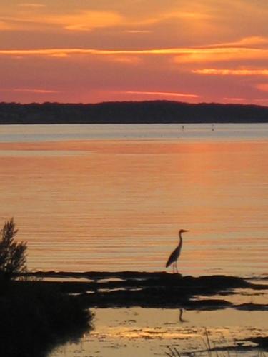 a bird standing in the water at sunset at Ferienwohnungen Traumlage in Kronsgaard