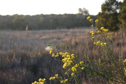 a bush with yellow flowers in a field at YOU & CO. Saler Beach Boutique in Valencia