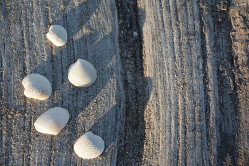 a group of shells sitting on the road at YOU & CO. Saler Beach Boutique in Valencia
