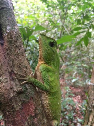a lizard is sitting on a tree branch at Eco Villa - Sinharaja in Deniyaya