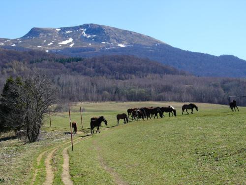 a herd of horses grazing in a field with a mountain at Domek Skowronek z basenem in Lesko