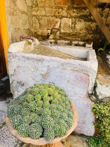 Κήπος έξω από το Hotel Casa del Anticuario