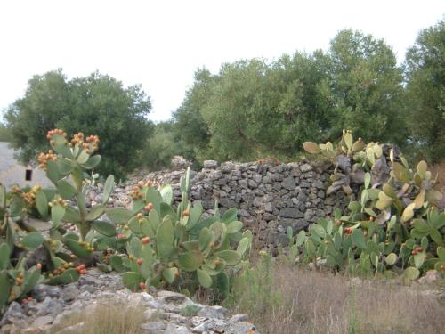 a bunch of cacti in front of a stone wall at Appartamento Casa dell'Olivo in Marina di Pescoluse