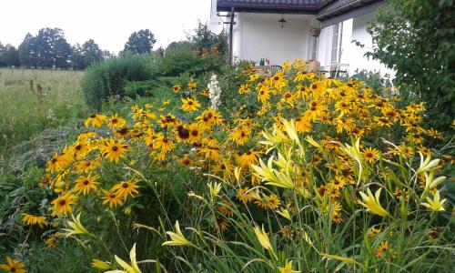 a field of yellow flowers in front of a house at bizon in Sadowne