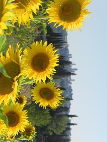 Gambar di galeri bagi Agriturismo Montegonfoli di San Gimignano