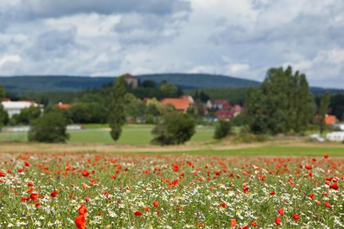 a field of red and white flowers in a field at Hotel Waldoase Hirschbüchenkopf in Güntersberge