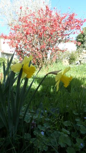 l'agapanthe – Photos 4