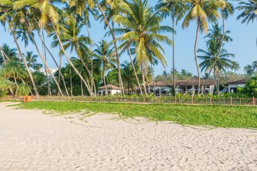 a row of palm trees on a beach at Habaraduwa House in Habaraduwa