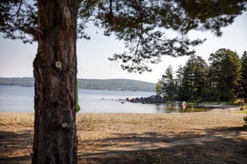 a beach with a tree and a body of water at First Camp Fläsian - Sundsvall in Sundsvall