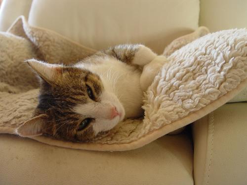 a cat laying on a blanket on a couch at Privatzimmer mit Aussicht in Pirna