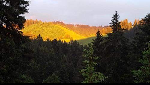 a hill in the middle of a forest with trees at Route des Joncs 300 Appartemen in Les Paccots