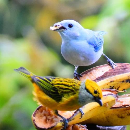 a bird perched on top of a banana at Reserva Natural Cerro Alto in Empalme
