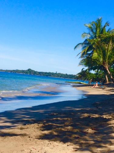 a beach with a palm tree and the ocean at La Paz del Caribe Adults Only in Puerto Viejo