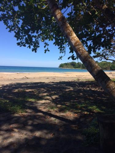a tree on a beach with the ocean in the background at La Paz del Caribe Adults Only in Puerto Viejo