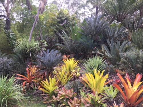 a garden with many different types of plants at Ancient Gardens Guesthouse & Botanical Gardens in Eudlo