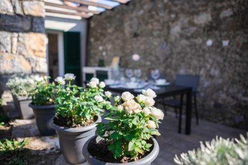 Zahrada ubytování Gardenhouse Sarzana