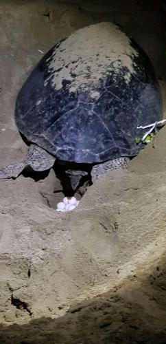 Foto dalla galleria di Adventure Turtle Homestay Meru Betiri a Sarungan