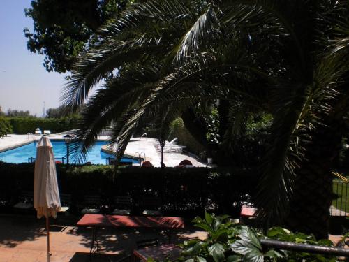 a palm tree next to a swimming pool at Hostal San José in Cadalso de los Vidrios