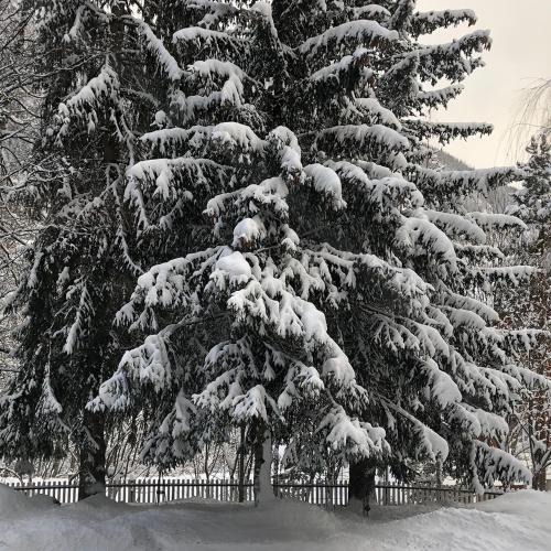 a snow covered pine tree in front of a fence at Hotel Regina Terme in Leukerbad