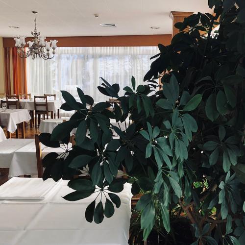 a plant sitting on a table in a dining room at Hotel Regina Terme in Leukerbad