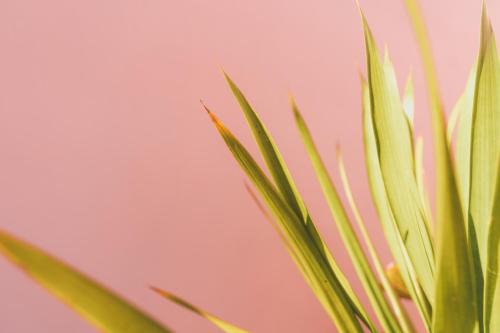 a close up of a green plant against a pink wall at Mong Bungalows in Kuta Lombok