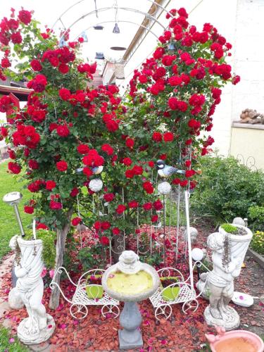 a garden with red roses and a table and flowers at AusZeit Leoben 1 mit Terasse und gratis Parkplatz in Leoben