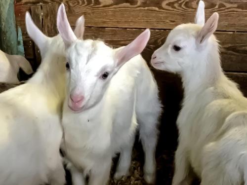 three white goats standing next to each other at Chèvres à Cheval - Apartment in Aosta