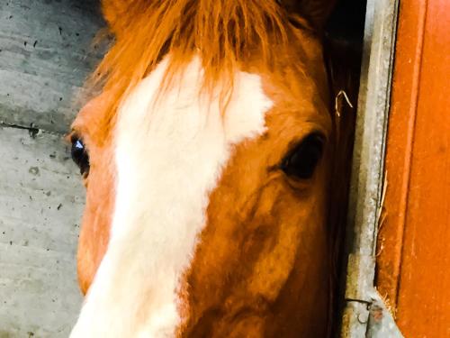 a brown and white horse looking out of a stall at Chèvres à Cheval - Apartment in Aosta