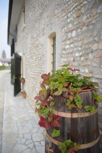 a barrel with a plant in front of a building at Ca' Premuda Locazione Turistica in Codognè