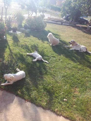 a group of three dogs laying in the grass at Frile Apartments in Nikšić
