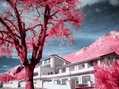 a tree with pink leaves in front of a building at Tenuta Terra e Sole in Castrocielo