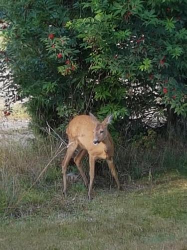 a deer standing in the grass next to a tree at The Little Swedish Stuga in Hölö