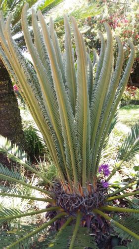 a plant with green leaves on top of it at Matusadona Guest Lodge in Hillcrest