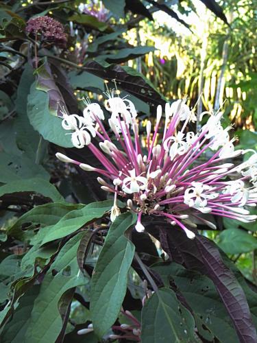 a purple and white flower on a tree at Pura Vida Hotel in Alajuela City