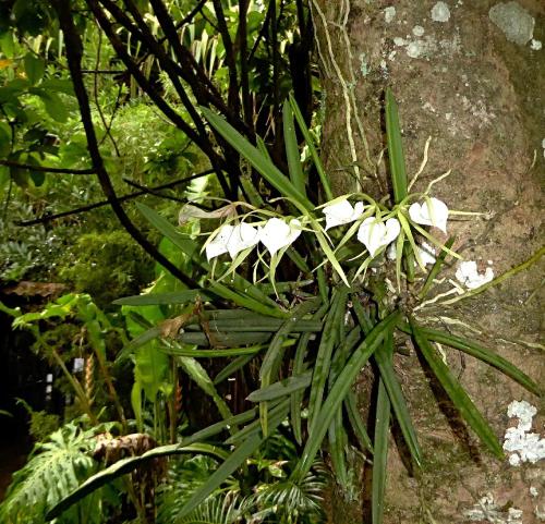 a group of white flowers growing on a tree at Pura Vida Hotel in Alajuela City