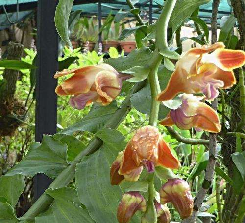 a group of orange flowers on a plant at Pura Vida Hotel in Alajuela City