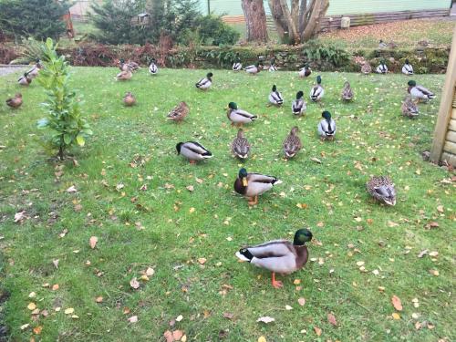 a group of ducks standing in the grass at Tiggywinkle Beck Lodge in Windermere