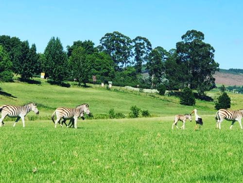 a group of zebras and an ostrich walking in a field at St Ives Midlands in Lidgetton