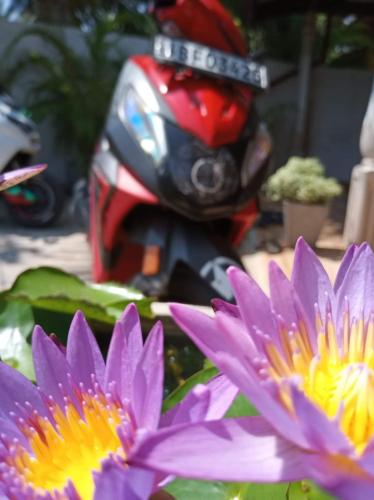 a purple flower with a motor bike in the background at Lasindu Guest in Ahangama