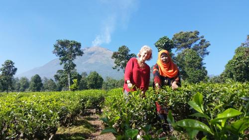 two women standing in a field of crops at TriDwi Homestay in Parakan